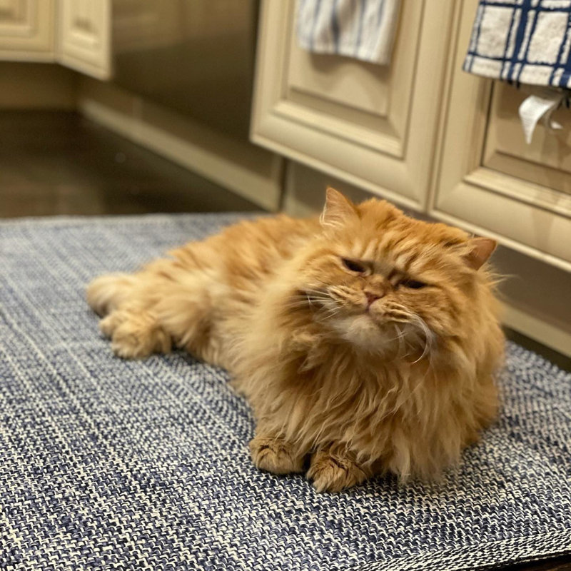 Dash and Albert Rugs Fusion Handmade Flatweave Blue Area Rug & Reviews Wayfair